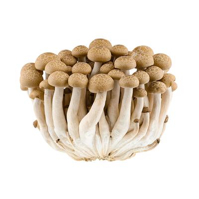 thumb-Jamur Shimeji Cokelat (150 gram)