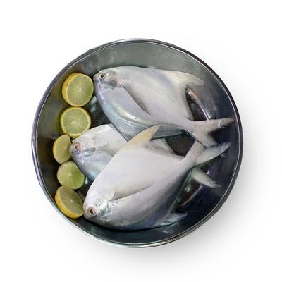 thumb-Ikan Bawal Putih